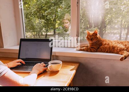Donna irriconoscibile woking a casa sul suo laptop e gatto rosso divertente carino Foto Stock