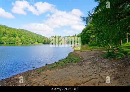 Sulle rive del lago artificiale Derwent con la diga Howden in lontananza, quasi nascosta dietro alti alberi. Foto Stock