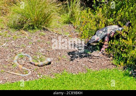 Serpente contro l'orso. Documentazione di scultura in Green Point Park, Città del Capo. Foto Stock