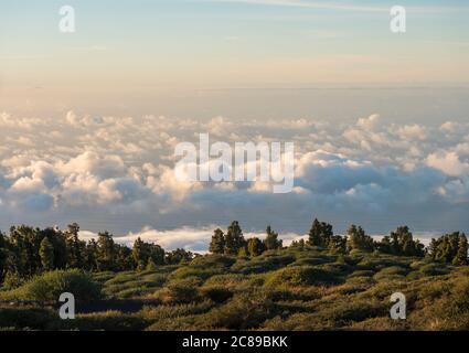 Prato verde, alberi di pino e vista su bianche e soffici nuvole copertura e mare in cima alla montagna. Luce del tramonto dell'ora d'oro. La Palma, Isole Canarie, Spagna Foto Stock