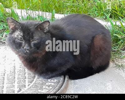 Un gatto malato nero si siede su un portello della fogna contro un'erba verde. Estate, mattina. Animali senza casa. Foto Stock