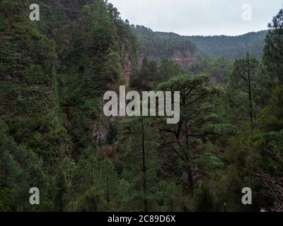 Vista dal tunnel del condotto dell'acqua oscura attraverso l'acqua corrente alla giungla lussureggiante al sentiero escursionistico Los Tilos nella misteriosa foresta di allori. Bellissima riserva naturale Foto Stock