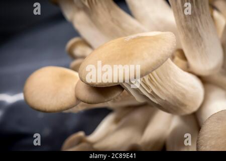 coltura di funghi di ostriche Foto Stock