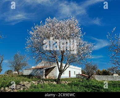 Un albero di mandorle in fiore in primavera, con un cottage rustico, l'Algarve, Portogallo Foto Stock