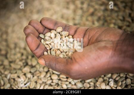 Un agricoltore detiene una manciata di chicchi di caffè secchi, in quanto la qualità è smistata in un magazzino cooperativo di caffè a Mbale, Uganda, Africa orientale. Foto Stock