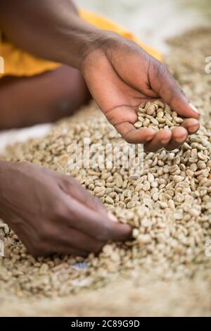 Un agricoltore detiene una manciata di chicchi di caffè secchi, in quanto la qualità è smistata in un magazzino cooperativo di caffè a Mbale, Uganda, Africa orientale. Foto Stock