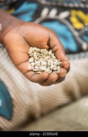 Un agricoltore detiene una manciata di chicchi di caffè secchi, in quanto la qualità è smistata in un magazzino cooperativo di caffè a Mbale, Uganda, Africa orientale. Foto Stock