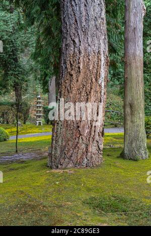 Alberi in un giardino giapponese, Portland, O. Foto Stock