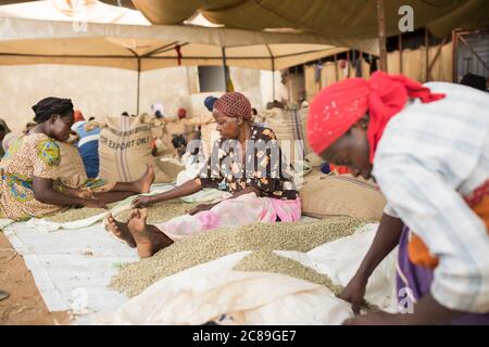 Donne lavoratori di qualità tipo e sacchetto di caffè in grani essiccati presso un magazzino cooperativo di un coltivatore di caffè a Mbale, Uganda, Africa orientale. Foto Stock