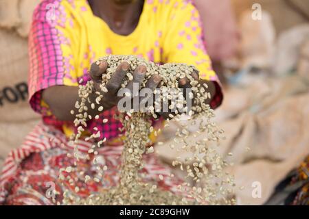 Una donna contadina detiene una manciata di chicchi di caffè secchi, in quanto la qualità è smistata in un magazzino cooperativo di caffè a Mbale, Uganda, Africa orientale. Foto Stock