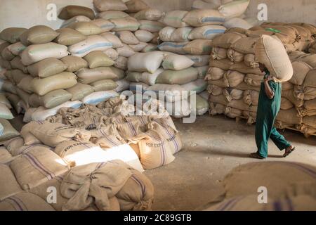 Un lavoratore di magazzino porta un sacco pesante di chicchi di caffè secchi sulle spalle in un magazzino cooperativo di coltivatori di caffè a Mbale, Uganda, Africa. Foto Stock