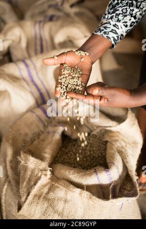 Un agricoltore detiene una manciata di chicchi di caffè secchi, in quanto la qualità è smistata in un magazzino cooperativo di caffè a Mbale, Uganda, Africa orientale. Foto Stock