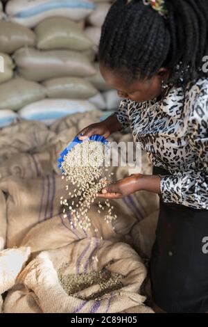 Una manager donna controlla la qualità dei sacchi di chicchi di caffè secchi presso un magazzino cooperativo di coltivatori di caffè a Mbale, Uganda, Africa orientale. Foto Stock