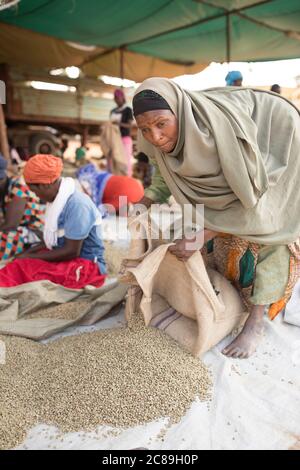 Donne lavoratori di qualità tipo e sacchetto di caffè in grani essiccati presso un magazzino cooperativo di un coltivatore di caffè a Mbale, Uganda, Africa orientale. Foto Stock