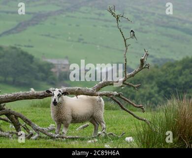 Un pied Waggtail su un ramo e Mule agnello, Chipping, Preston, Lancashire, UK Foto Stock