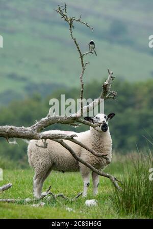 Un pied Waggtail su un ramo e Mule agnello, Chipping, Preston, Lancashire, UK Foto Stock