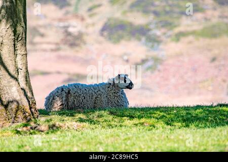 Un Mule pecora che giace in un campo d'erba, Chipping, Preston, Lancashire. REGNO UNITO. Foto Stock