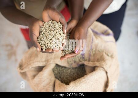 Un agricoltore detiene una manciata di chicchi di caffè secchi, in quanto la qualità è smistata in un magazzino cooperativo di caffè a Mbale, Uganda, Africa orientale. Foto Stock