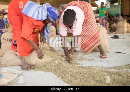 Donne lavoratori di qualità tipo e sacchetto di caffè in grani essiccati presso un magazzino cooperativo di un coltivatore di caffè a Mbale, Uganda, Africa orientale. Foto Stock