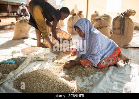 Donne lavoratori di qualità tipo e sacchetto di caffè in grani essiccati presso un magazzino cooperativo di un coltivatore di caffè a Mbale, Uganda, Africa orientale. Foto Stock