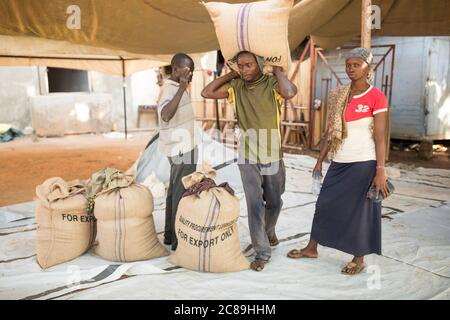 Un lavoratore di magazzino porta un sacco pesante di chicchi di caffè secchi sulle spalle in un magazzino cooperativo di coltivatori di caffè a Mbale, Uganda, Africa. Foto Stock