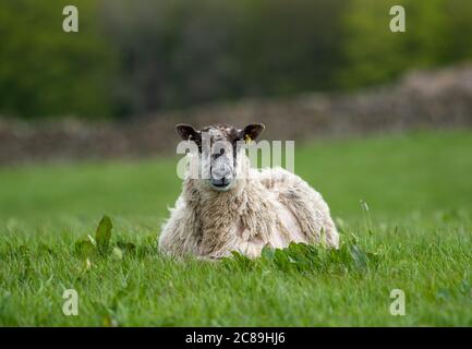 Un Mule pecora che giace in un campo d'erba, Chipping, Preston, Lancashire. REGNO UNITO. Foto Stock