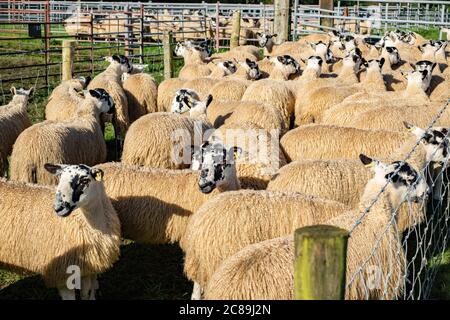 Vendita di pecore mule, Lazonby bestiame asta mercato, Lazonby, Cumbria. Foto Stock