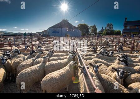 Vendita di pecore mule, Lazonby bestiame asta mercato, Lazonby, Cumbria. Foto Stock