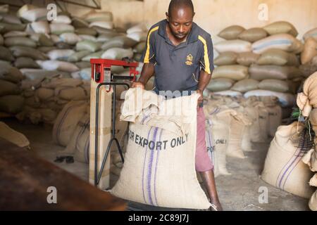 I chicchi di caffè secchi vengono pesati e conservati in sacchi di burlap presso un magazzino cooperativo di coltivatori di caffè a Mbale, Uganda, Africa orientale. Foto Stock