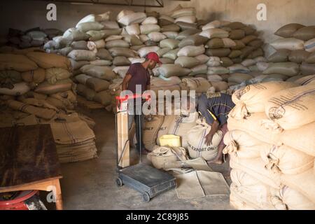 I chicchi di caffè secchi vengono pesati e conservati in sacchi di burlap presso un magazzino cooperativo di coltivatori di caffè a Mbale, Uganda, Africa orientale. Foto Stock