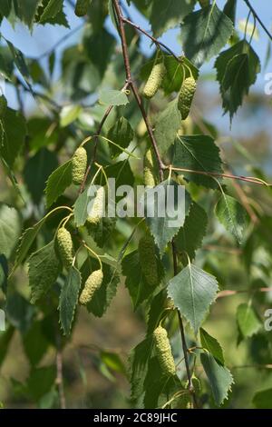 Foglie e cetrioli femminili di un albero di betulla argentata (Betula pendula) in primavera, Berkshire, maggio Foto Stock