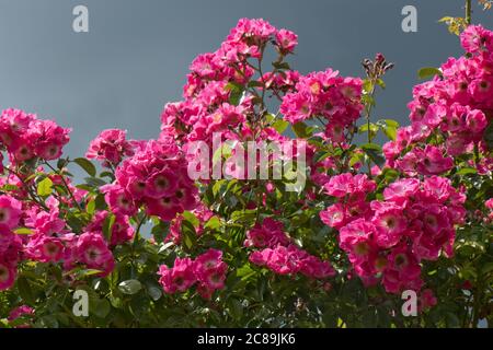 Fiori prolifici rosa brillante di rosa "American Pillar" che cresce su un arco di rosa alla luce del sole contro un cielo grigio, Berkshire, giugno Foto Stock