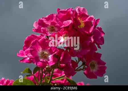 Fiori prolifici rosa brillante di rosa "American Pillar" che cresce su un arco di rosa alla luce del sole contro un cielo grigio, Berkshire, giugno Foto Stock