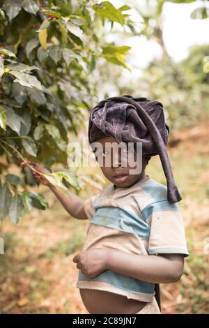 Una bambina di quattro anni si trova nel campo da caffè della sua famiglia sul monte Elgon, Uganda, Africa orientale. Foto Stock