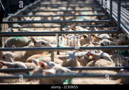 Agnelli in penne di mercato di bestiame, Ruthin, Galles.UK Foto Stock
