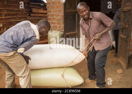 I sacchi di fagioli di caffè degli agricoltori vengono pesati e acquistati presso un punto di raccolta cooperativo di caffè nel distretto di Bulambuli, Uganda, sul Monte Elgon. Foto Stock