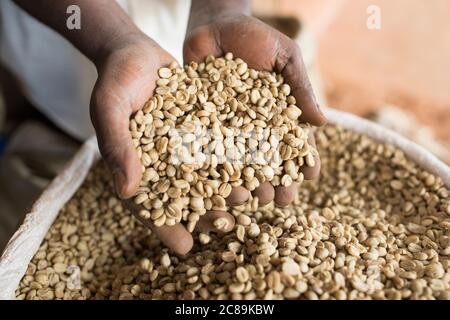 Un agricoltore detiene una manciata di chicchi di caffè secchi, in quanto la qualità è smistata in un magazzino cooperativo di caffè a Mbale, Uganda, Africa orientale. Foto Stock