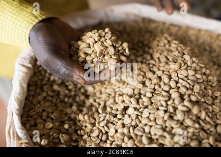 Un agricoltore detiene una manciata di chicchi di caffè secchi, in quanto la qualità è smistata in un magazzino cooperativo di caffè a Mbale, Uganda, Africa orientale. Foto Stock