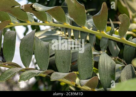 Foglie di Coontie (Zamia floridana) Foto Stock