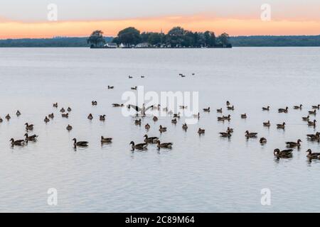 Tramonto allo Steinhuder Meer, Germania, con Greylag Geese (Ansa ansa) in fronte, e l'isola Wilhelmstein in dietro Foto Stock