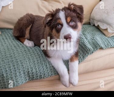 Un cucciolo rosso australiano del Pastore che si posa sui mobili Foto Stock
