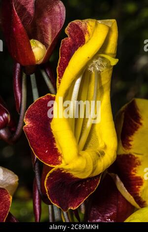 Fiori di Orologio indiano Vine (Thunbergia mysorensis) Foto Stock