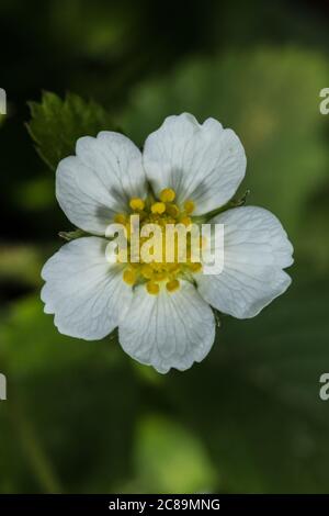 Fiore di fragola selvatica (Fragaria vesca) Foto Stock