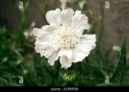 Primo piano di un fiore bianco di Pincushion o di un fiore di scabiosa in fiore Foto Stock