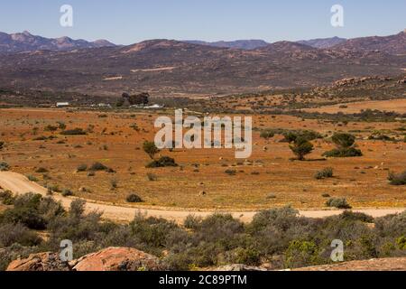 Vista dal tetto di Namaqualand su un campo di fiori selvatici in primavera nel Parco Nazionale di Namaqua del Sud Africa Foto Stock