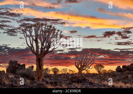 Sun impostata a Quiver tree forest, Aloe dichotoma, Azienda Agricola Garas, Mesosaurus Sito fossile, Keetmanshoop, Namibia, Africa Foto Stock