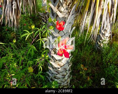 Hibiscus scarlatto, Hibiscus coccineus. Sweetwater Park, Florida, Stati Uniti. Foto Stock