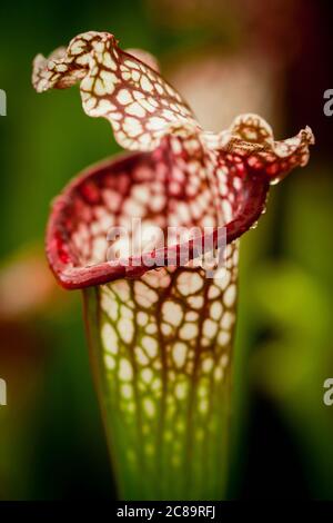 Pitcher, Nepenthes, Carniverous Pitcher pianta primo piano. Foto Stock