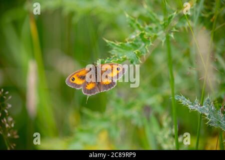 Gatekeeper (Pironia tithonus) farfalla Foto Stock