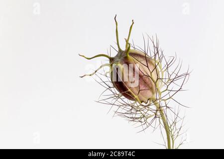 Nigella, Love in A Mist, Nigella Damascena, Studio girato su sfondo bianco. Foto Stock